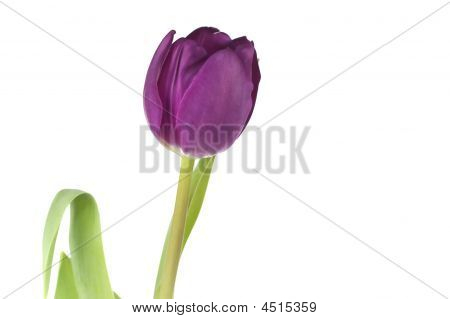 Tulipano