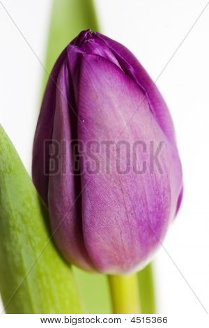 Tulipano