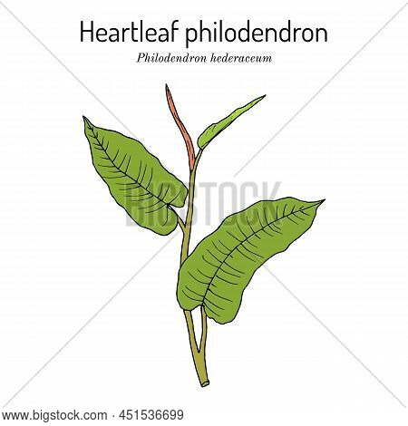 Heartleaf Philodendron Philodendron Hederaceum, Or Scandens , Ornamental House Plant. Hand Drawn Bot