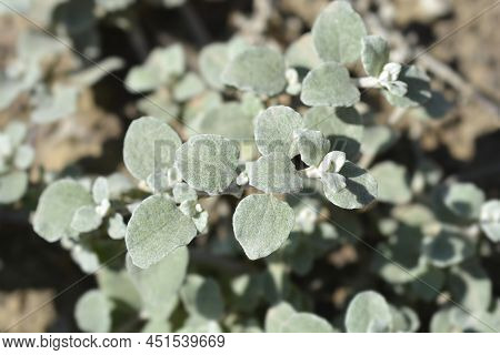 Liquorice Plant Green Leaves In The Garden