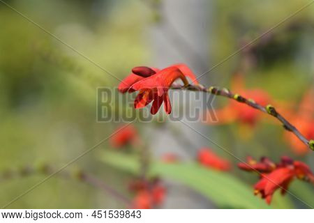 Montbretia Birgitta Orange Flowers In The Garden