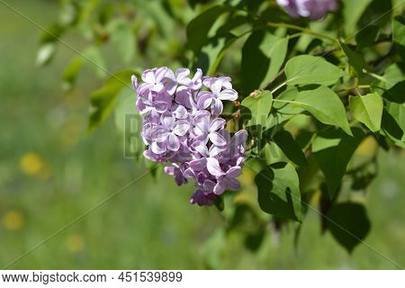 Lilac Esther Staley Flowers In The Garden