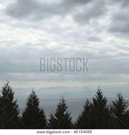 Tree Tops