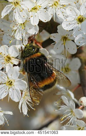 Vertical Closeup On A Fresh Emerged Queen Buff Tailed Bumblebee, Bombus Terrestris, Drinking Nectar 