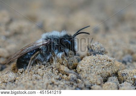 Detailed Closeup On A White Hairy Male Of The Grey-backed Mining Bee, Andrena Vaga, Sitting On The S