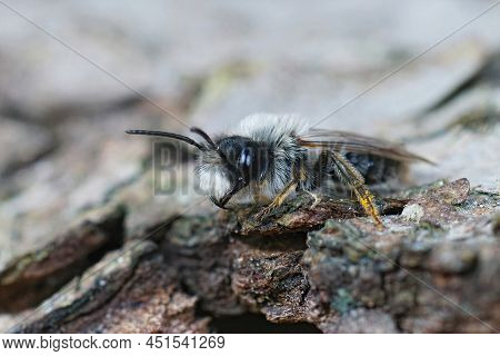 Detailed Closeup On A White Hairy Male Of The Grey-backed Mining Bee, Andrena Vaga, Sitting On The S