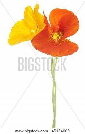 Nasturtium