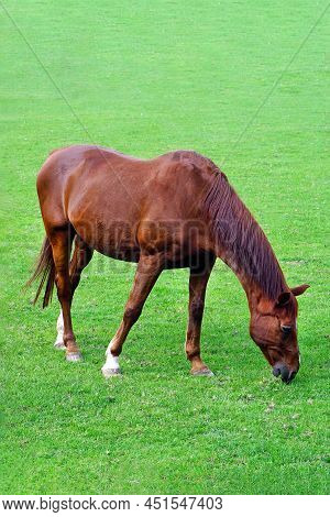 Grazing Brown Horse On The Green Field. Brown Horse Grazing Tethered In A Field. Horse Eating In The