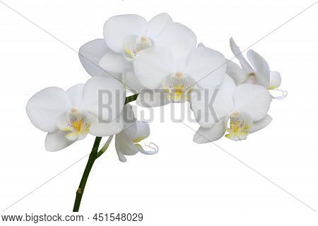 White Orchid (phalaenopsis  Blume, Commonly Known As Moth Orchids) Isolated On White