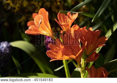 Clivia Cinnabar. Red Inflorescence In The Rays Of The Sun. Background, Texture