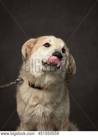 Portrait Of A Beautiful Dog On A Brown Canvas. Mix Of Breeds. Pet In The Studio, Artistic Photo On T