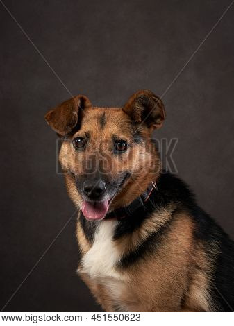 Portrait Of A Beautiful Dog On A Brown Canvas. Mix Of Breeds. Pet In The Studio, Artistic Photo On T