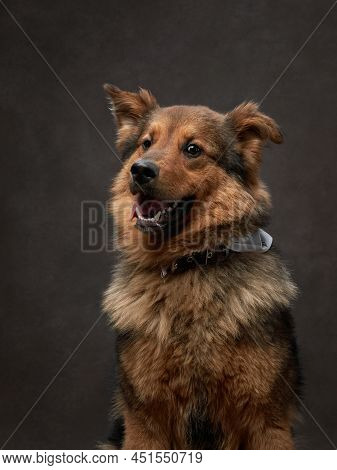 Portrait Of A Beautiful Dog On A Brown Canvas. Mix Of Breeds. Pet In The Studio, Artistic Photo On T