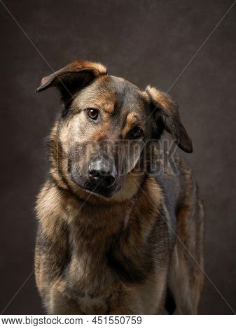 Portrait Of A Beautiful Dog On A Brown Canvas. Mix Of Breeds. Pet In The Studio, Artistic Photo On T