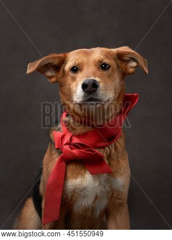 Portrait Of A Beautiful Dog On A Brown Canvas. Mix Of Breeds. Pet In The Studio, Artistic Photo On T