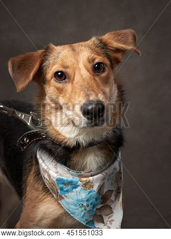 Portrait Of A Beautiful Dog On A Brown Canvas. Mix Of Breeds. Pet In The Studio, Artistic Photo On T
