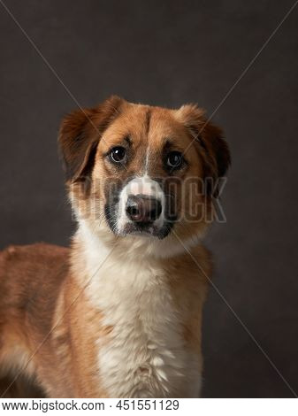 Portrait Of A Beautiful Dog On A Brown Canvas. Mix Of Breeds. Pet In The Studio, Artistic Photo On T
