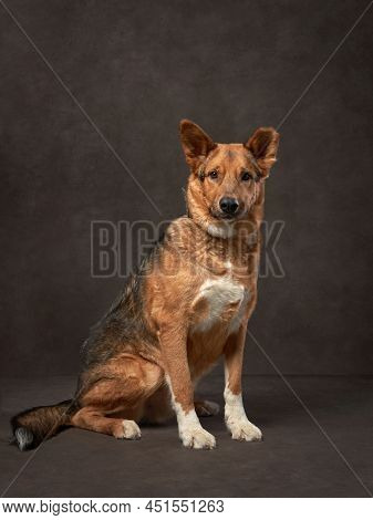Portrait Of A Beautiful Dog On A Brown Canvas. Mix Of Breeds. Pet In The Studio, Artistic Photo On T