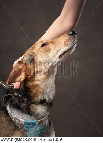Portrait Of A Beautiful Dog On A Brown Canvas. Mix Of Breeds. Pet In The Studio, Artistic Photo On T