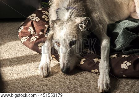 Adorable Female Lurcher Dog Resting Indoor Closeup