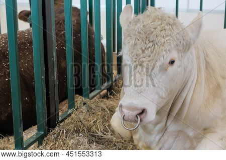 Portrait Of Large White Charolais Or Charolaise Bull Resting And Lying On Ground At Agricultural Ani