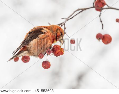 Red Crossbill Male Sitting On The Tree Branch And Eats Wild Apple Berries. Crossbill Bird Eats Berri