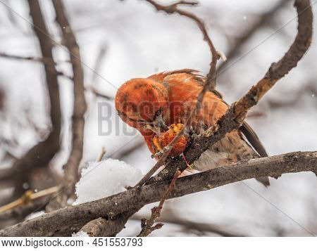 Red Crossbill Male Sitting On The Tree Branch And Eats Wild Apple Berries. Crossbill Bird Eats Berri