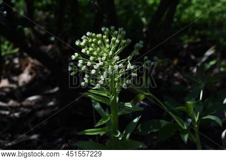 Butterbur Scape. A Dioecious Perennial Plant Of The Asteraceae Family Native To Japan. Spring Wild B