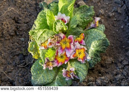 The Common Primrose Frost Bitten In The Early Spring. Primula Damaged By Frost.