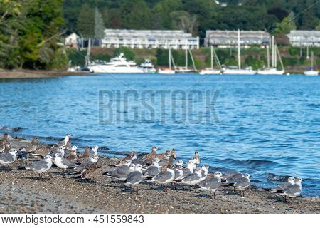 Large Flock Of Seagulls On The Beach In Rhode Island