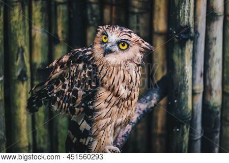 The Buffy Fish Owl (ketupa Ketupu) Or Burung Hantu Beluk Ketupa Or Malay Fish Owl, Bird Resting On P