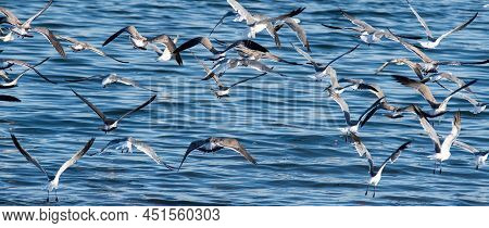 Large Flock Of Seagulls On The Beach In Rhode Island