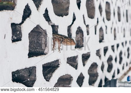 Bronchocela Jubata Or Maned Forest Lizard Or Bunglon Surai Or Bunglon Or Londok Hide In White Brick.
