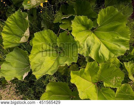 Coltsfoot Leaves, Close-up. Natural Plant Background, Medicinal Green Leaves Coltsfoot. Coltsfoot Or