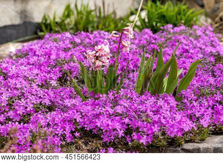 Blooming Hisacinths Among Lilac Aubrieta Deltoidea Flowers In The Summer Garden