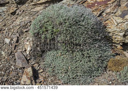 Teucrium Subspinosum, An Endemic Species Of Sardinia And Balearic Islands. Photo Taken In The Munici