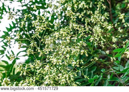 Inflorescences Of White Flowers Of Styphnolobium Japonicum Against A Background Of Green Foliage. Na