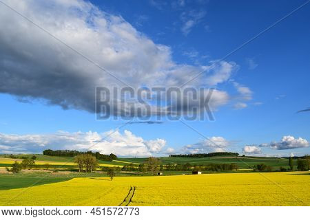 Yellow Blooming Fields In Spring, Thürer Wisen In The Eifel