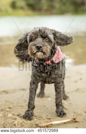 outdoor portrait of black dog spoodle or cavoodle. High quality photo