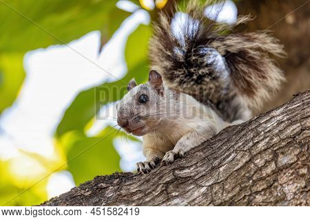 Variegated Squirrel (sciurus Variegatoides) Feeding On Tree Near Playa Del Coco. Costa Rica Wildlife