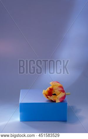 Abstract Minimal Scene Empty Stage With Blue Podium On Blue Background Red Tulip Flower Shadows Blue