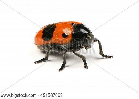 The Burying Beetle (nicrophorus Vespilloides) Isolated On White Background. High Resolution Photo. F