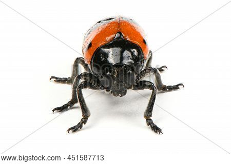The Burying Beetle (nicrophorus Vespilloides) Isolated On White Background. High Resolution Photo. F