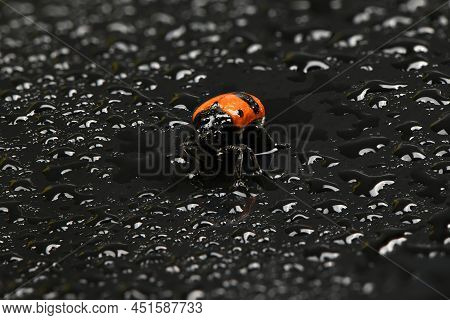 The Burying Beetle (nicrophorus Vespilloides) On Water Drops Background. High Resolution Photo. Full