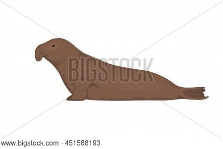 Elephant Seal. Vector Illustration Of Northern Elephant Seal Isolated On White Background.