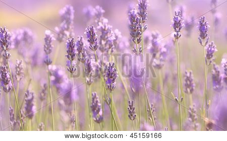 Grene af blomstrende lavendel