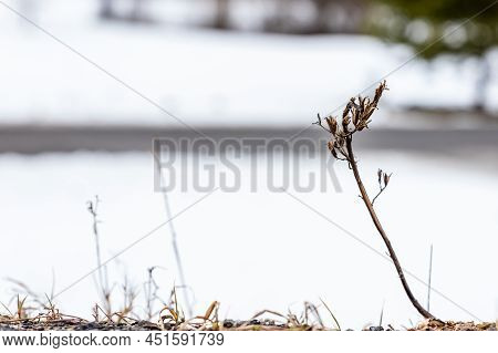 Low Angle Close Up Photo To Brown Dry Plant At Right Side, Negative Space At Left At Winter Backgrou