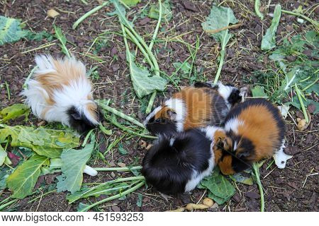 Many Guinea Pigs Eating Their Food. Guinea Pigs Are Popular To Keep As Pets.