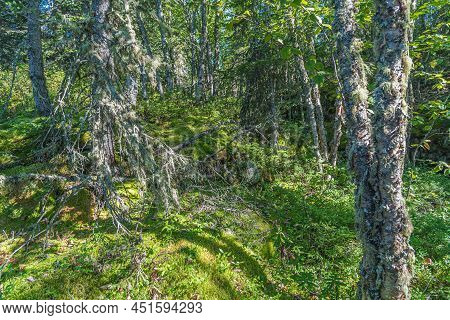 Landscape With Forest In Ontario, Pukaskwa National Park. Canada.