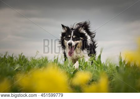 Border Collie Is Running In Yellow Colza. He Is Running For His Breader